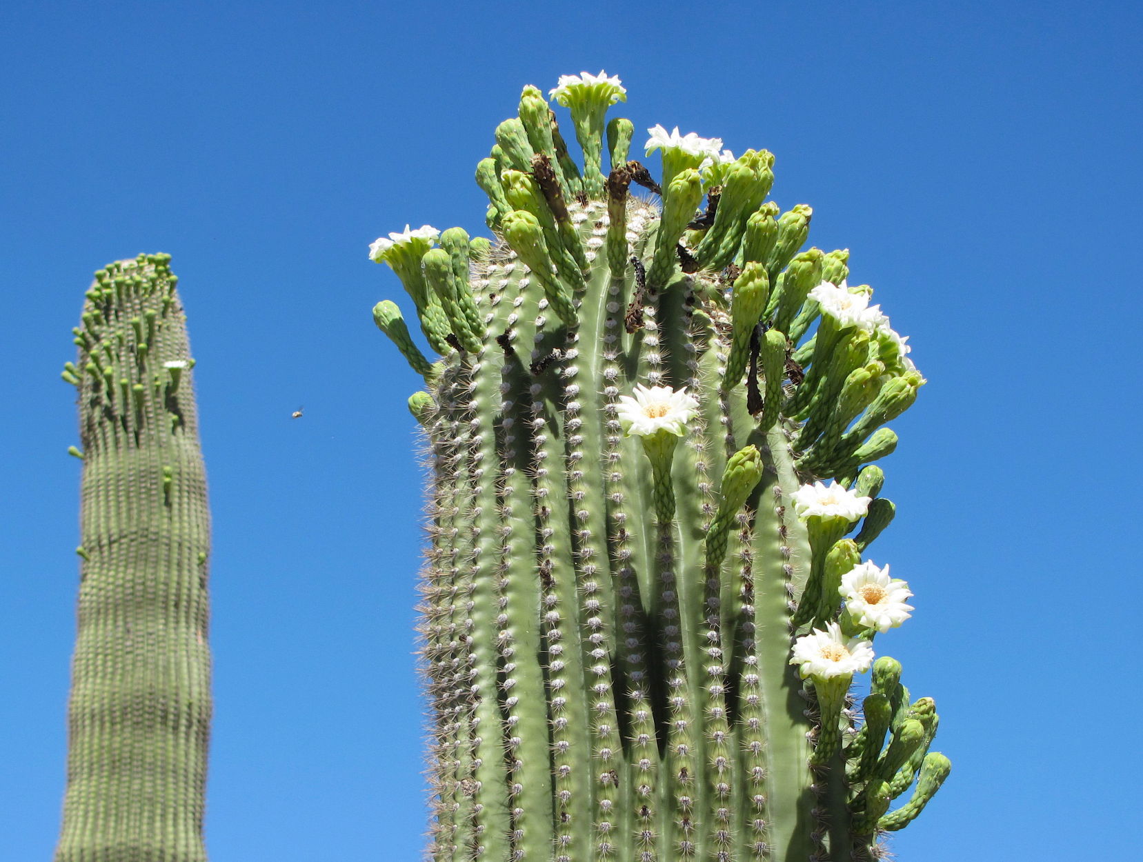 Blooms and buds